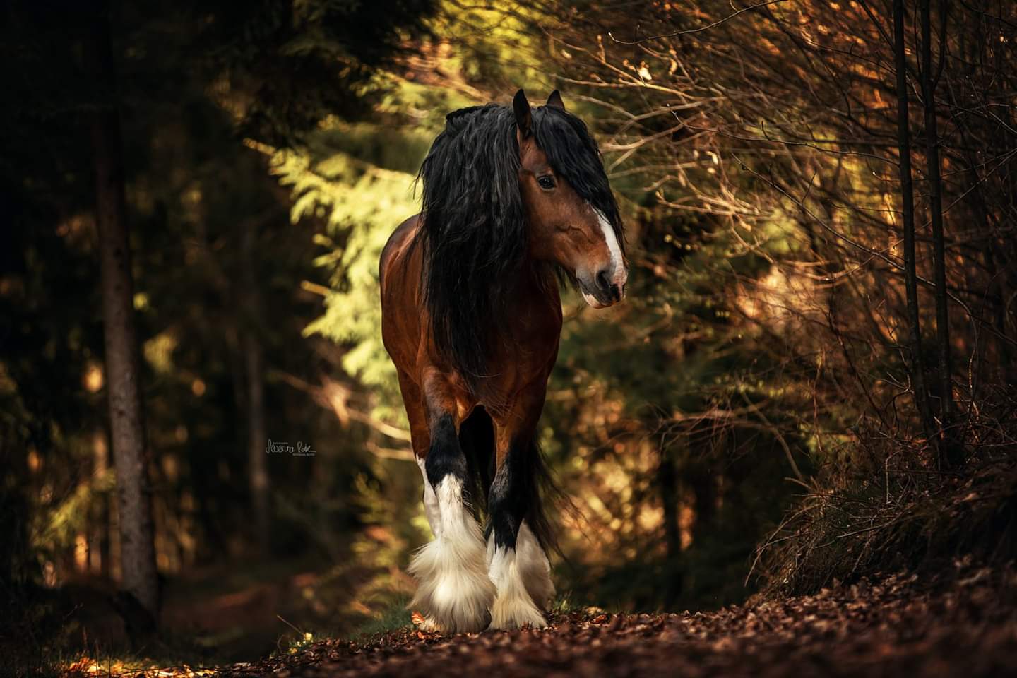 Shire Horse Fotoshooting mit Severina Roth